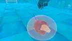 Safety Education : Breathing and Diving screenshot 2