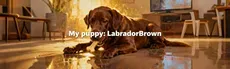 My puppy: Brown Labrador hero image