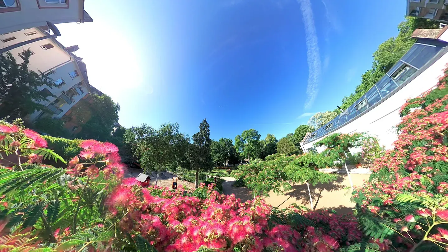 VR Relaxing – Over the Silk Tree Bloom cover image