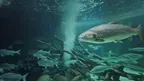 Aquariums on the Baltic Sea screenshot 5