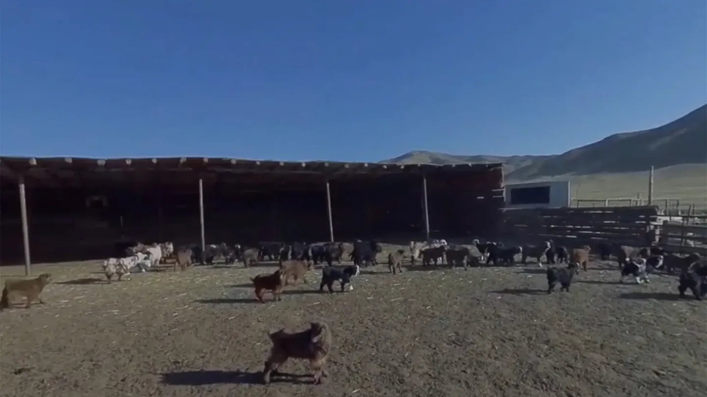 Mongolian Culture World Expo cover image