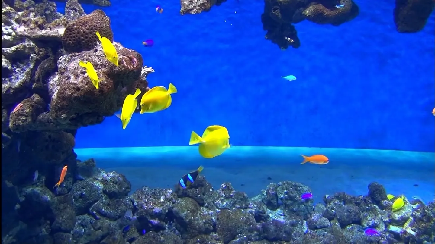3D Aquarium Copenhagen trailer 0