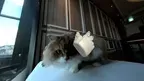 Touchly Volumetric VR Video Player screenshot 4