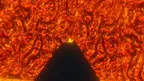 OG Gorilla Purgatory screenshot 4