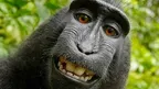 Monke Madness screenshot 3