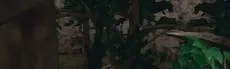 Gorilla Walkerss hero image