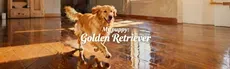 My puppy: Golden Retriever hero image