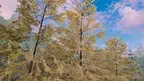 Forest Chill screenshot 4