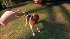 Can I Pet That Dog screenshot 3
