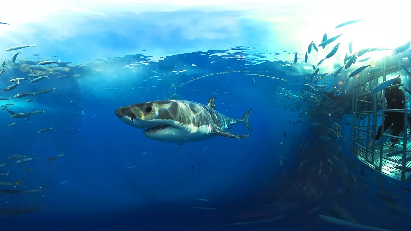 Into The Now trailer 0