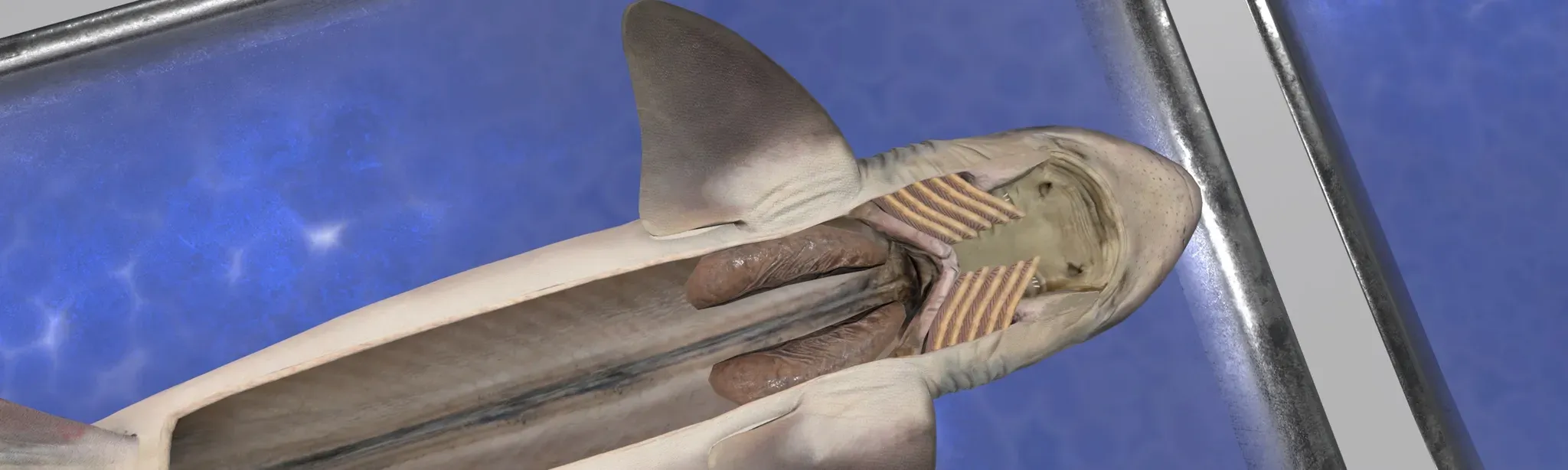 Dissection Simulator: Dogfish Edition