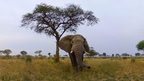 Murchison Falls: The Awarded Wildlife Adventure with Elephants, Lions and Hyenas screenshot 1