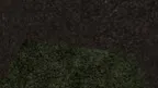 Silly Gorillas screenshot 3