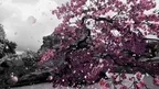 Epic Zen Garden screenshot 1