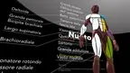 La Muscolatura nello Sport screenshot 4