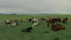 Mongolian Culture World Expo screenshot 4