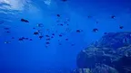 VR Deep Dive: Ocean Adventure screenshot 3