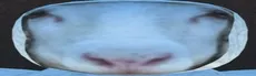 Sheep Runners hero image