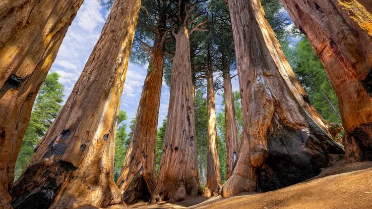 Developer update image for Giant Sequoias location out now!