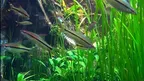3D Aquarium Copenhagen screenshot 2