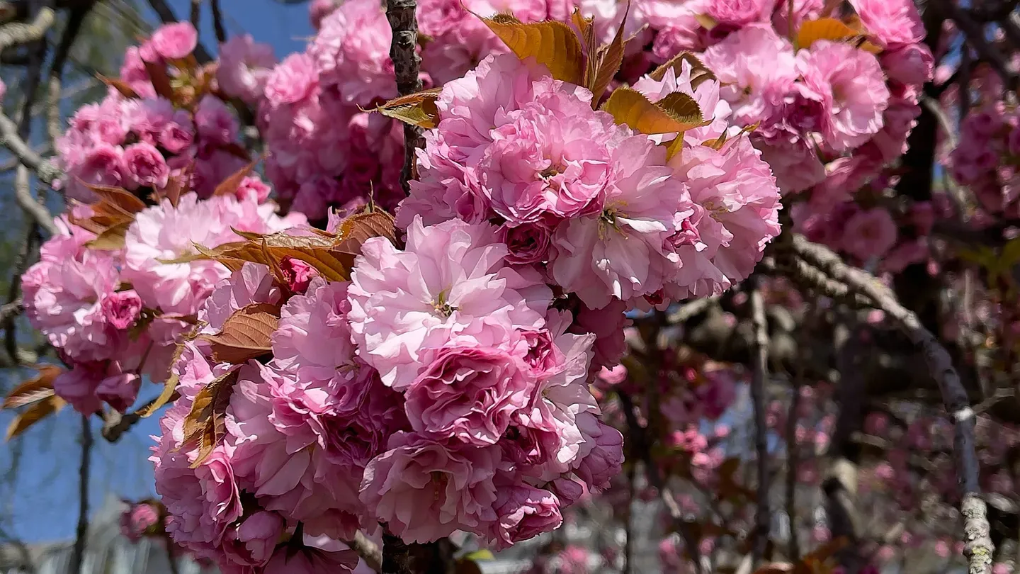 Calm VR: Cherry Blossom Riverside cover image