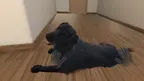 My puppy: Black Labrador screenshot 4