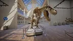 Vintage Dinosaur Museum screenshot 1
