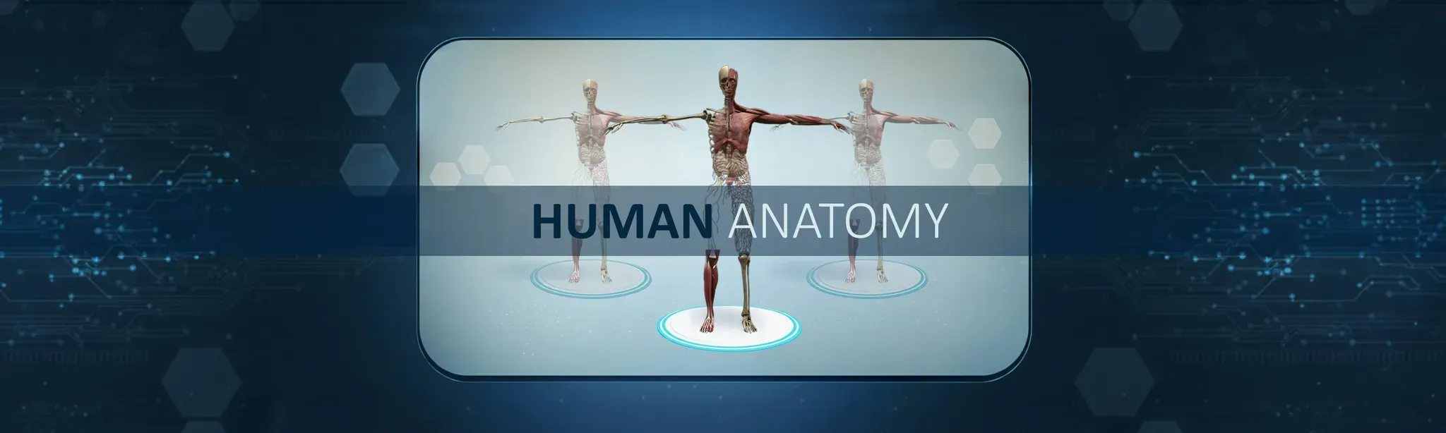 Human Anatomy
