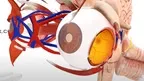 MEDICALHOLODECK® Surgery + Anatomy in VR screenshot 4