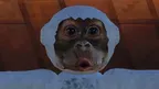Crunky Monkeys screenshot 5