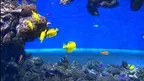 3D Aquarium Copenhagen screenshot 1
