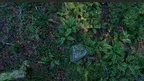Forest - Oniri tech demo screenshot 3