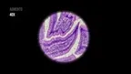 SimCare Microscope screenshot 1