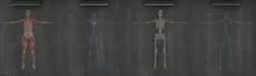 Exe Anatomy Academic  hero image