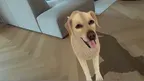 HoloPets: AR Pet Simulator screenshot 3