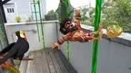 Jungle Man screenshot 1