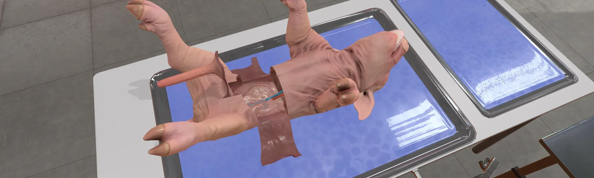 Dissection Simulator: Pig Edition