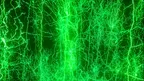 Cajal's Dream screenshot 3