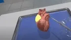  Dissection Simulator: Mammalian Organ Pack screenshot 3
