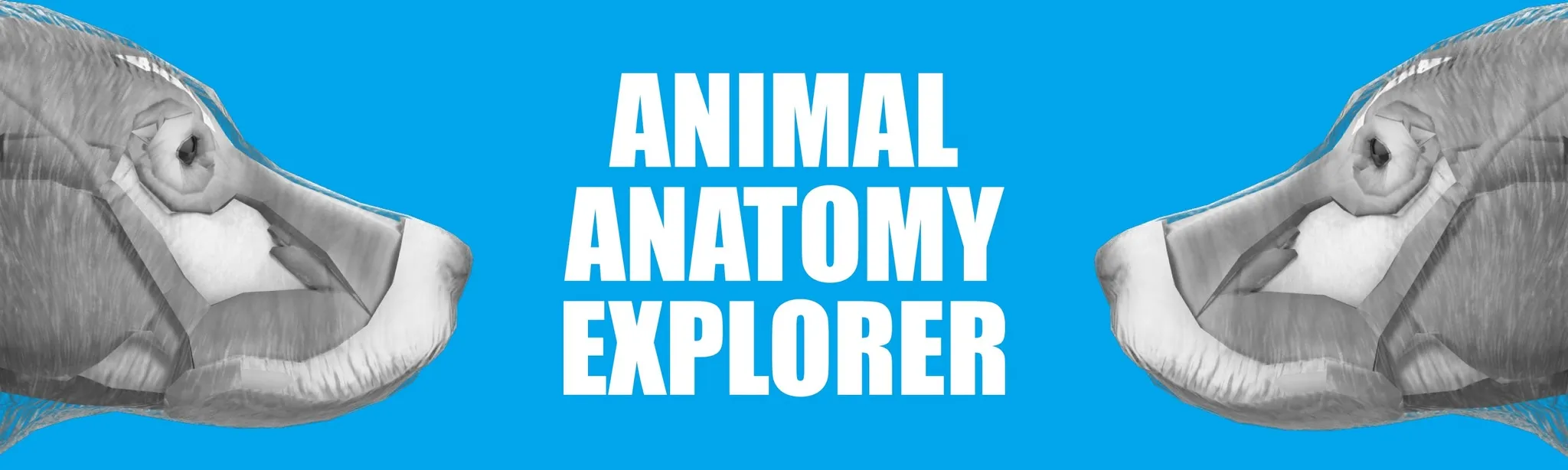 Animal Anatomy Explorer