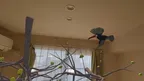 Avian Adventure MR screenshot 3