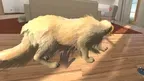 My puppy: Golden Retriever screenshot 2