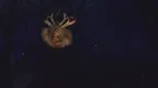 Night of the Wendigo screenshot 5