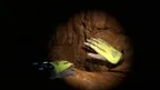 Cave Crave screenshot 2