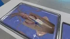 Dissection Simulator: Invertebrate Edition screenshot 5