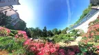 VR Relaxing – Over the Silk Tree Bloom screenshot 0