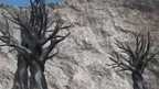 Flower Tag screenshot 4