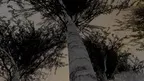 DreaMR: S. Rachmaninoff Preludes Op. 32 N1- 5 and N10 Mixed Reality (MR) scenes screenshot 1