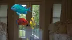 Magic Goldfish Bowl AR screenshot 4