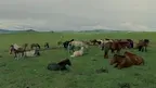 Mongolian Culture World Expo screenshot 4